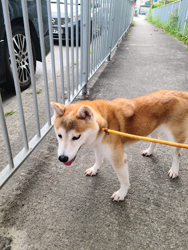 ARC亞洲非牟利動物救援有限公司 pet adoption 香港動物領養中心 – 寵物領養服務